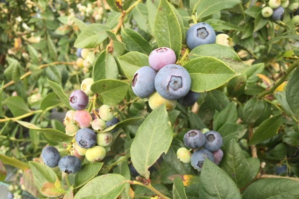 Ripening Blueberries on a bush