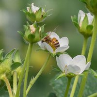 Bee on strawberry flower