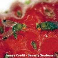 SWD on a strawberry
