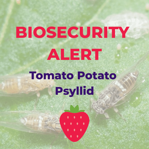 FI-TPP-Detected (500 x 500 px)